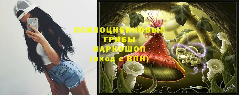 Псилоцибиновые грибы Cubensis  где купить   Нестеров 